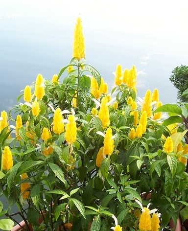 Lolipop Plant / Rs 75 - 300