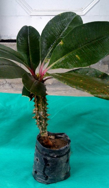  Broad Leaf Euphorbia / Rs 100 - 200