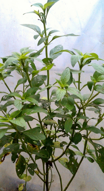 Pepper Mint Plant / Rs 50 - 100