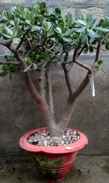 Chinese Jade Plant  / Rs 75 - 500