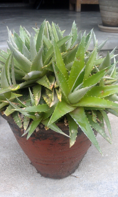 Succulent 1 / Rs 50 - 150