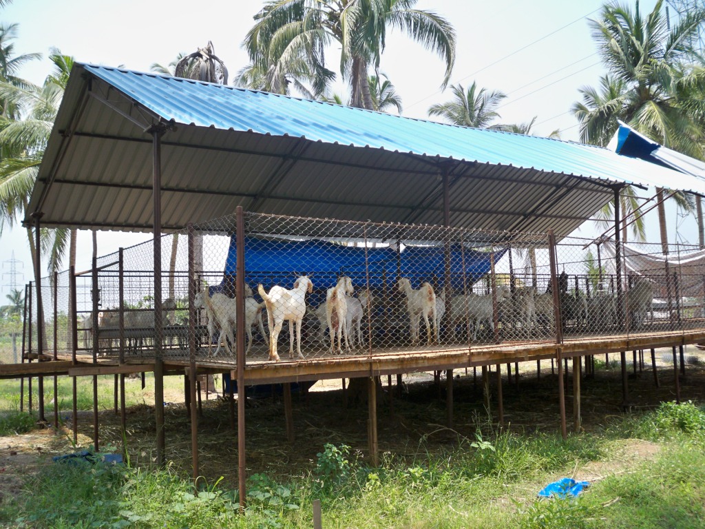 Goat shed plans india