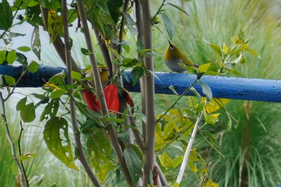 Back to Nature, Nature Camp Alchona, Bhimtal, Nainital Tourism - Adventure Camping near Nainital, Bird watching, Trekking, Bonfire and Nature walks - Group Packages