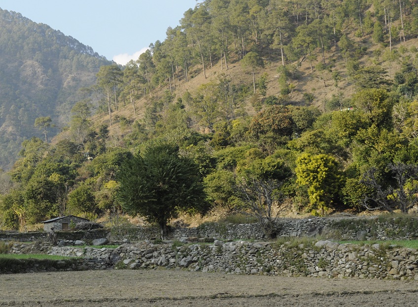 Back to Nature, Nature Camp Alchona, Bhimtal, Nainital Tourism - Adventure Camping near Nainital, Bird watching, Trekking, Bonfire and Nature walks - Group Packages