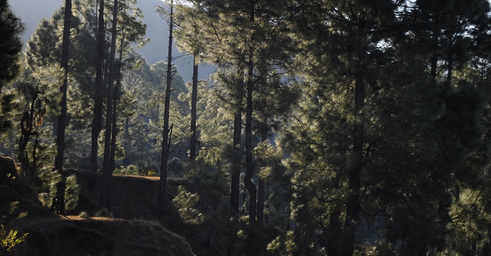 Back to Nature, Nature Camp Alchona, Bhimtal, Nainital Tourism - Adventure Camping near Nainital, Bird watching, Trekking, Bonfire and Nature walks - Group Packages