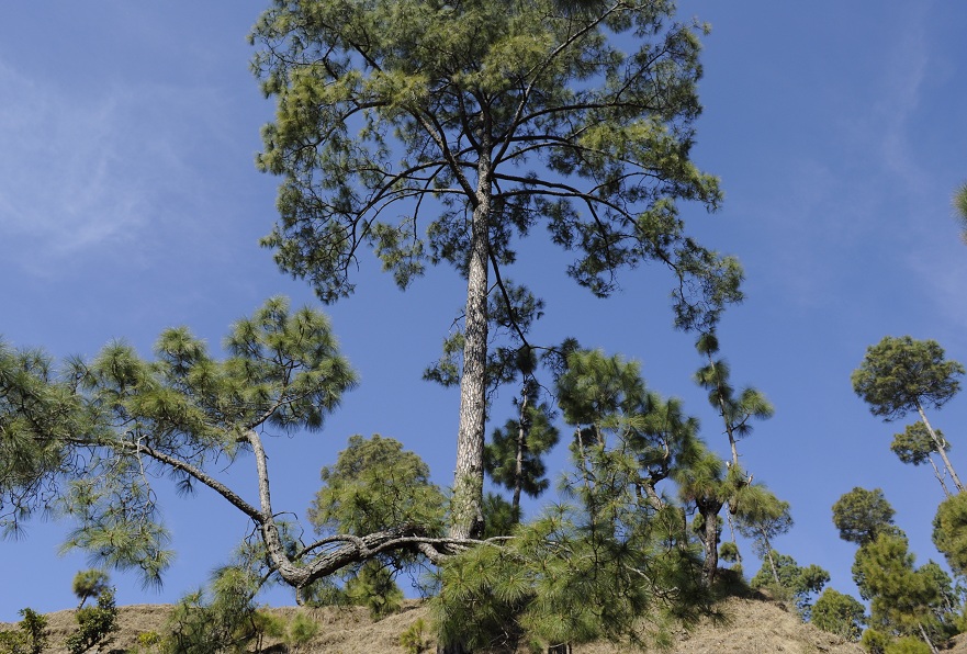 Back to Nature, Nature Camp Alchona, Bhimtal, Nainital Tourism - Adventure Camping near Nainital, Bird watching, Trekking, Bonfire and Nature walks - Group Packages