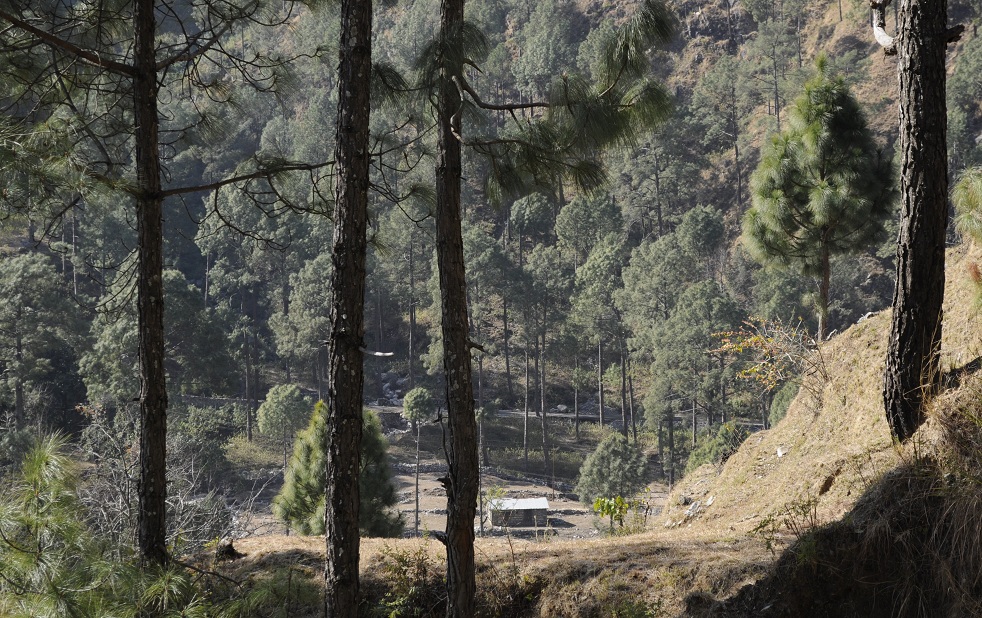 Back to Nature, Nature Camp Alchona, Bhimtal, Nainital Tourism - Adventure Camping near Nainital, Bird watching, Trekking, Bonfire and Nature walks - Group Packages