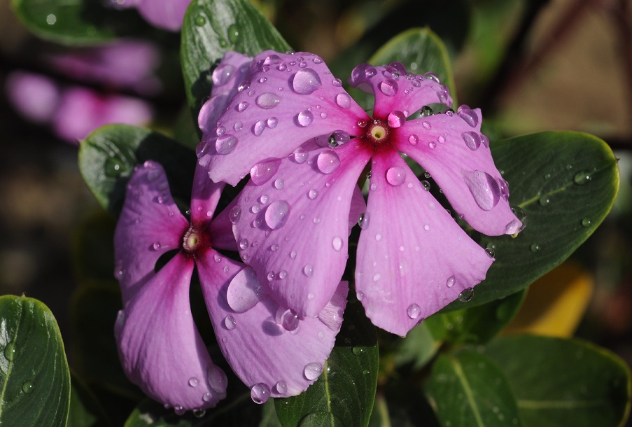 Back to Nature, Nature Camp Alchona, Bhimtal, Nainital Tourism - Adventure Camping near Nainital, Bird watching, Trekking, Bonfire and Nature walks - Group Packages