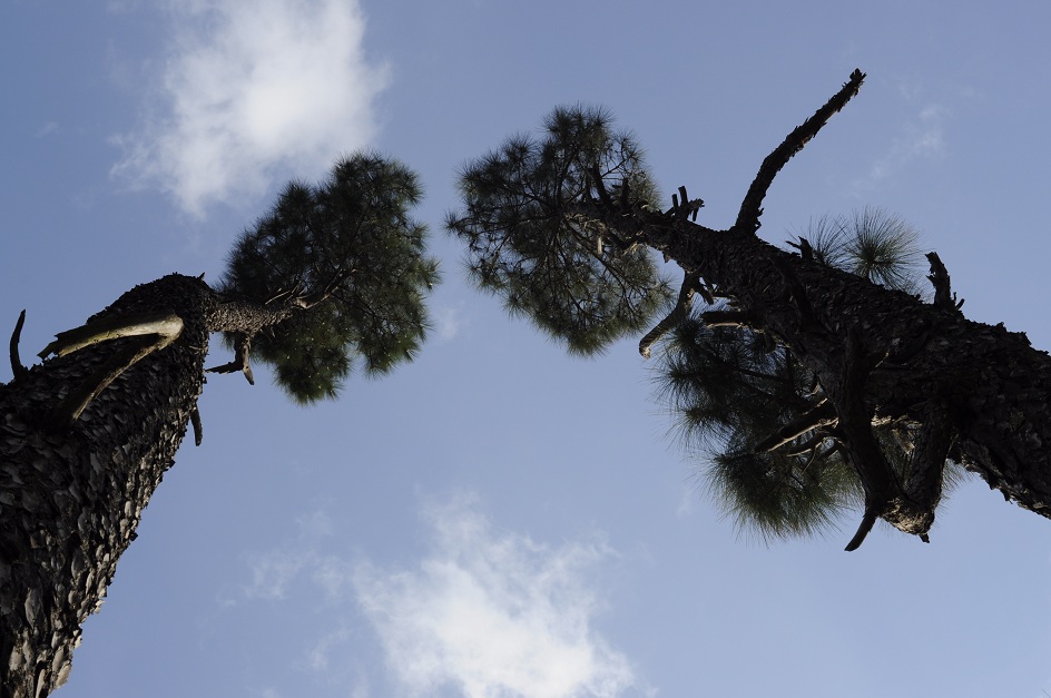 Back to Nature, Nature Camp Alchona, Bhimtal, Nainital Tourism - Adventure Camping near Nainital, Bird watching, Trekking, Bonfire and Nature walks - Group Packages