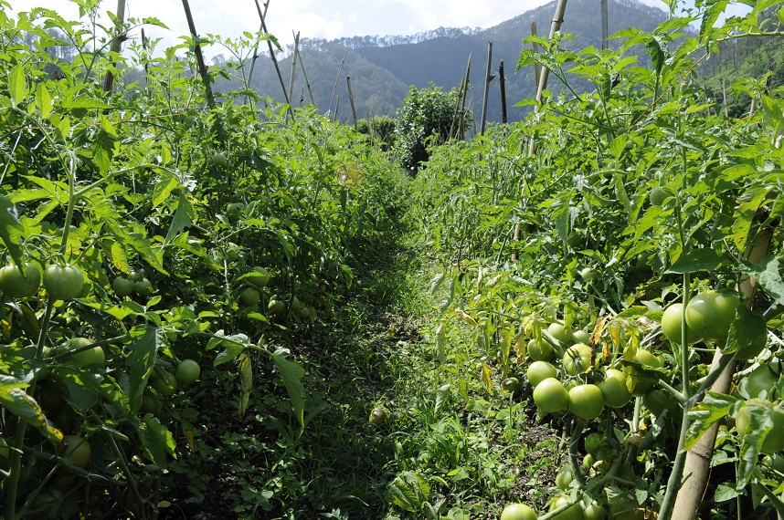 Back to Nature, Nature Camp Alchona, Bhimtal, Nainital Tourism - Adventure Camping near Nainital, Bird watching, Trekking, Bonfire and Nature walks - Group Packages