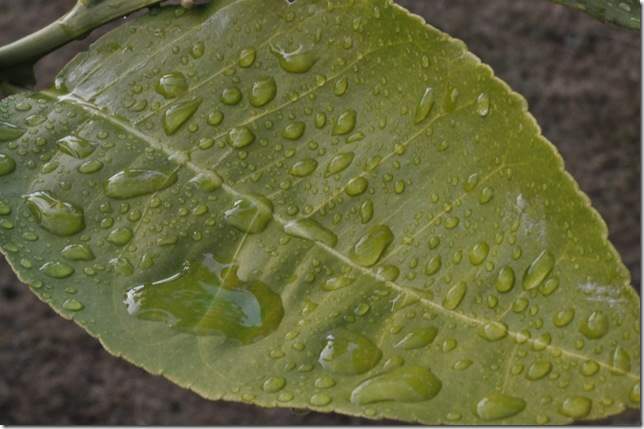 Back to Nature, Nature Camp Alchona, Bhimtal, Nainital Tourism - Adventure Camping near Nainital, Bird watching, Trekking, Bonfire and Nature walks - Group Packages