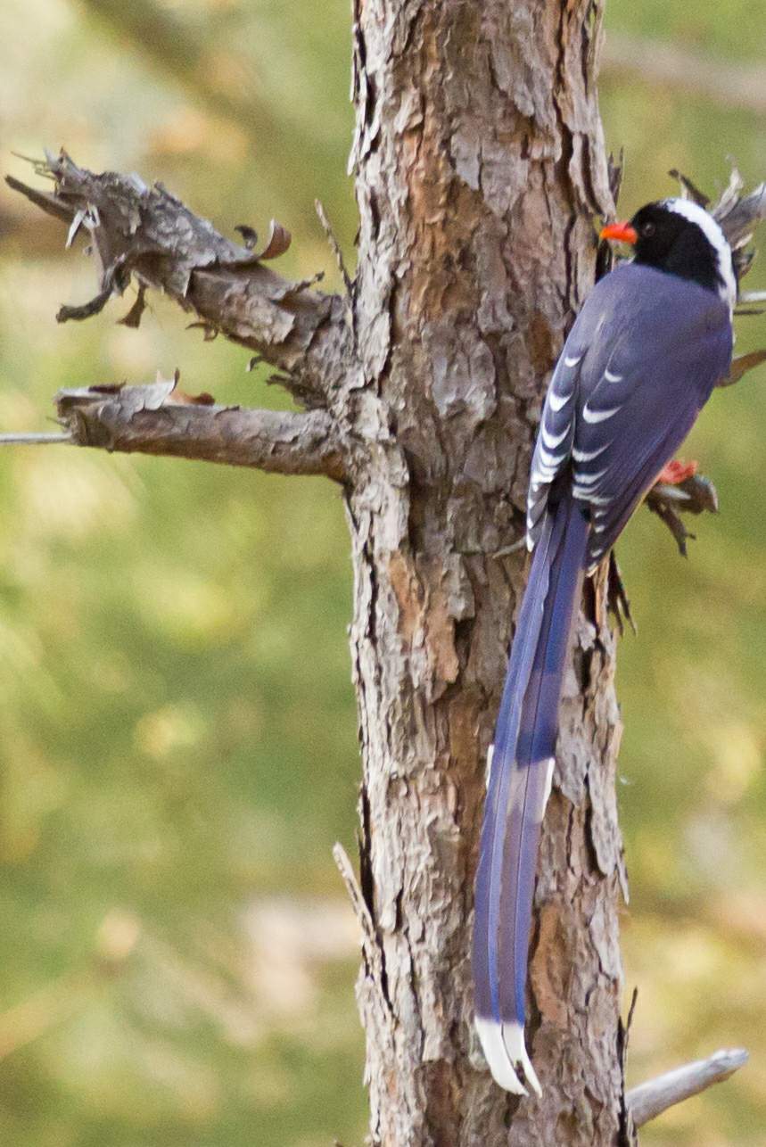 Back to Nature, Nature Camp Alchona, Bhimtal, Nainital Tourism - Adventure Camping near Nainital, Bird watching, Trekking, Bonfire and Nature walks - Group Packages