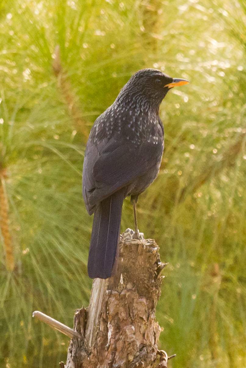 Back to Nature, Nature Camp Alchona, Bhimtal, Nainital Tourism - Adventure Camping near Nainital, Bird watching, Trekking, Bonfire and Nature walks - Group Packages