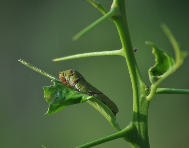 Back to Nature, Nature Camp Alchona, Bhimtal, Nainital Tourism - Adventure Camping near Nainital, Bird watching, Trekking, Bonfire and Nature walks - Group Packages