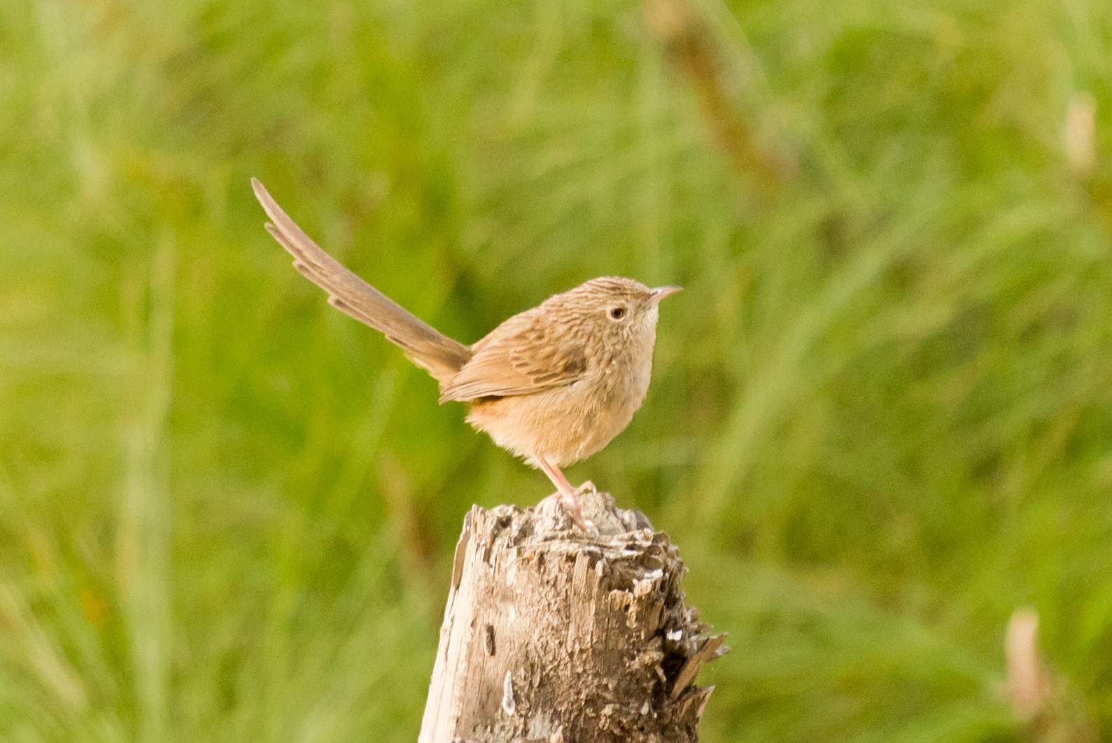 Back to Nature, Nature Camp Alchona, Bhimtal, Nainital Tourism - Adventure Camping near Nainital, Bird watching, Trekking, Bonfire and Nature walks - Group Packages