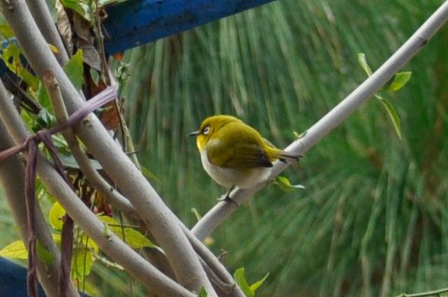 Back to Nature, Nature Camp Alchona, Bhimtal, Nainital Tourism - Adventure Camping near Nainital, Bird watching, Trekking, Bonfire and Nature walks - Group Packages