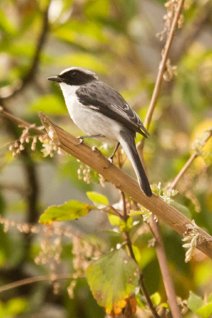 Back to Nature, Nature Camp Alchona, Bhimtal, Nainital Tourism - Adventure Camping near Nainital, Bird watching, Trekking, Bonfire and Nature walks - Group Packages