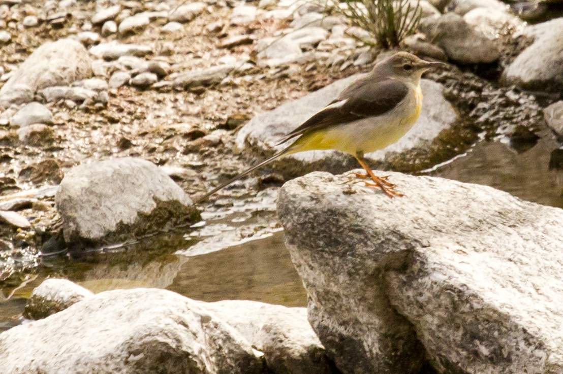 Back to Nature, Nature Camp Alchona, Bhimtal, Nainital Tourism - Adventure Camping near Nainital, Bird watching, Trekking, Bonfire and Nature walks - Group Packages