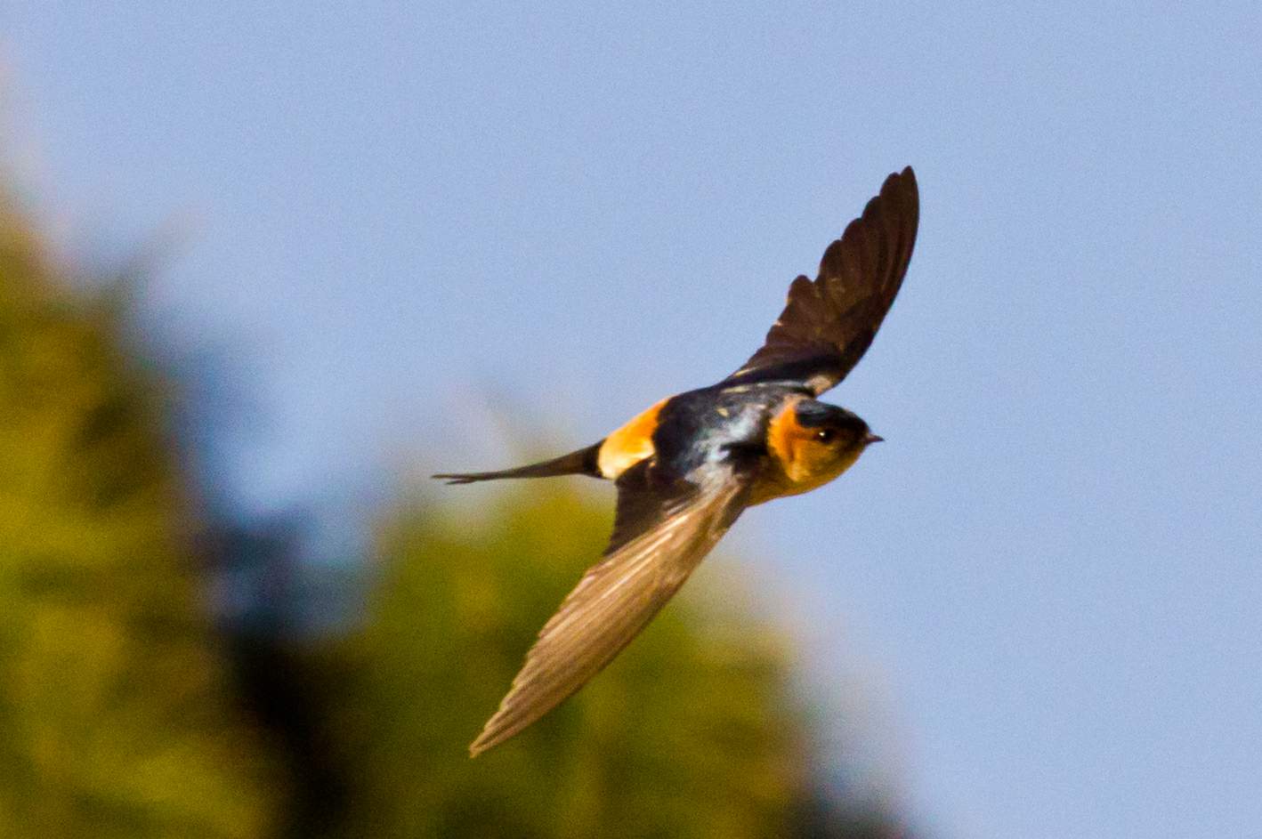 Back to Nature, Nature Camp Alchona, Bhimtal, Nainital Tourism - Adventure Camping near Nainital, Bird watching, Trekking, Bonfire and Nature walks - Group Packages