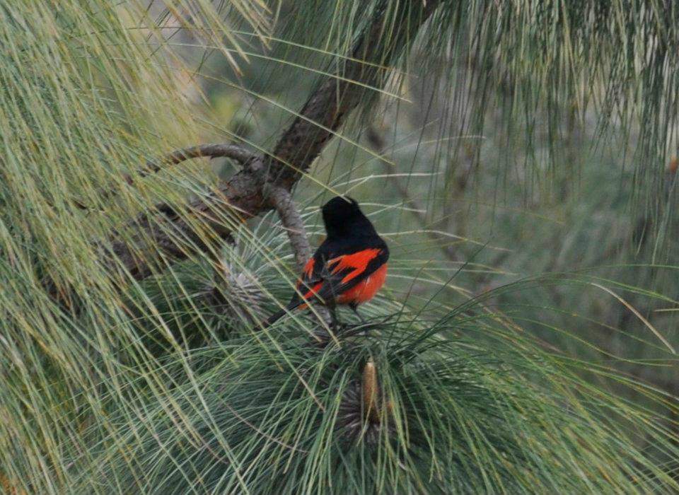 Back to Nature, Nature Camp Alchona, Bhimtal, Nainital Tourism - Adventure Camping near Nainital, Bird watching, Trekking, Bonfire and Nature walks - Group Packages