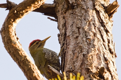 Back to Nature, Nature Camp Alchona, Bhimtal, Nainital Tourism - Adventure Camping near Nainital, Bird watching, Trekking, Bonfire and Nature walks - Group Packages