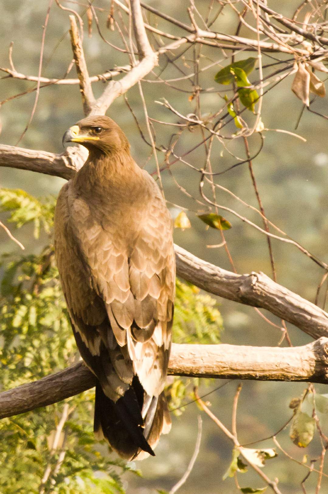 Back to Nature, Nature Camp Alchona, Bhimtal, Nainital Tourism - Adventure Camping near Nainital, Bird watching, Trekking, Bonfire and Nature walks - Group Packages