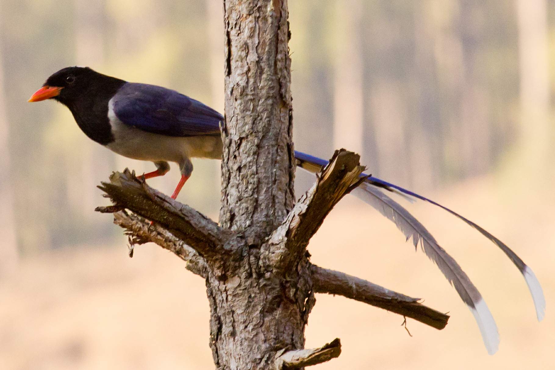 Back to Nature, Nature Camp Alchona, Bhimtal, Nainital Tourism - Adventure Camping near Nainital, Bird watching, Trekking, Bonfire and Nature walks - Group Packages