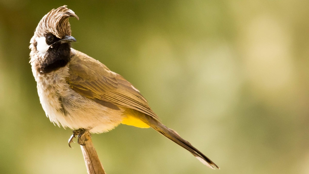 Back to Nature Camp,Village Alchona,Chafi,Bheemtal,Bhimtal,Nainital,Mukteshwar,Camping Near Delhi,Camp in Bhimtal,Camping in Nainital,Camp in Nainital,Nainital Camping,Camping in Mukteshwar,Camping in Saat tal,Bonfire camp in Nainital,Adventure Activities At Back to Nature Camp,Accommodation At Back to Nature Camp,Vacation Near Delhi,Camping Near Nainital,Adventure Camps Near Nainital,Adventure Camps Near Delhi,Nature Camp,Adventure Camp,Bird Watching camp,Birders paradise,Himalayan Bird watching,Adventure sports,Mountain trekking,Rock Climbing,Flying Fox,River Crossing,Tents,camps,River and Jungle Treks,Village Visits,Bird Watching in Uttrakhand,Stay in Hills,Mountain Biking,Bonfire camp in Jungle,Jungle tours in Nainital,trek,trekking fun time,Camping in Uttrakhand,Camping in Uttaranchal,camping in North India,Camping in Kumaon,Sunset Hikes,school excursion,school picnic,school camps,school tours in hills,group packages,groups tours,college excursion,college picnic,college camps,college tours,college tour packages,Jungle camp,GROUP PACKAGE FOR CAMPING