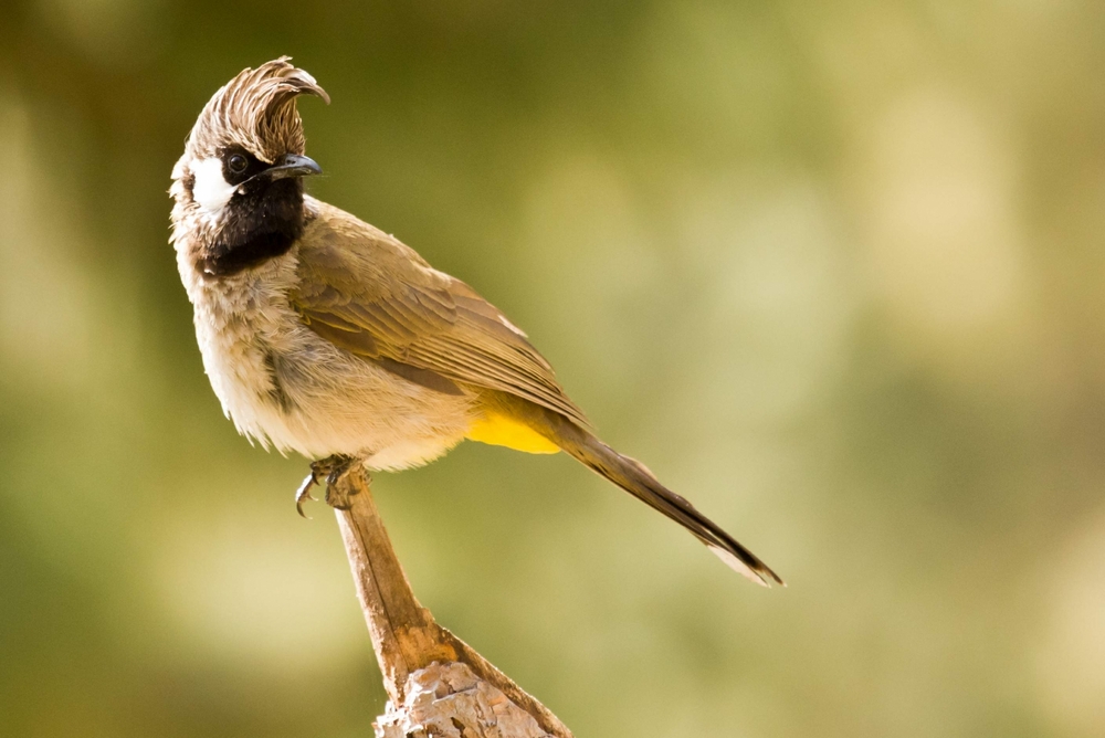 Back to Nature, Nature Camp Alchona, Bhimtal, Nainital Tourism - Adventure Camping near Nainital, Bird watching, Trekking, Bonfire and Nature walks - Group Packages