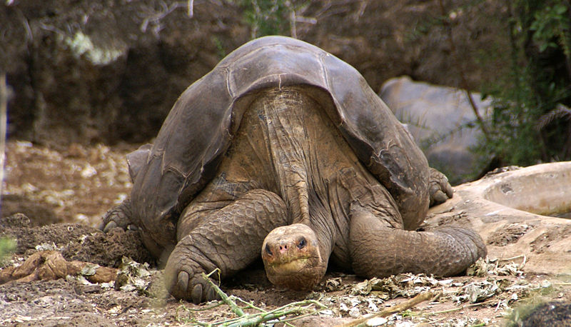 Image description